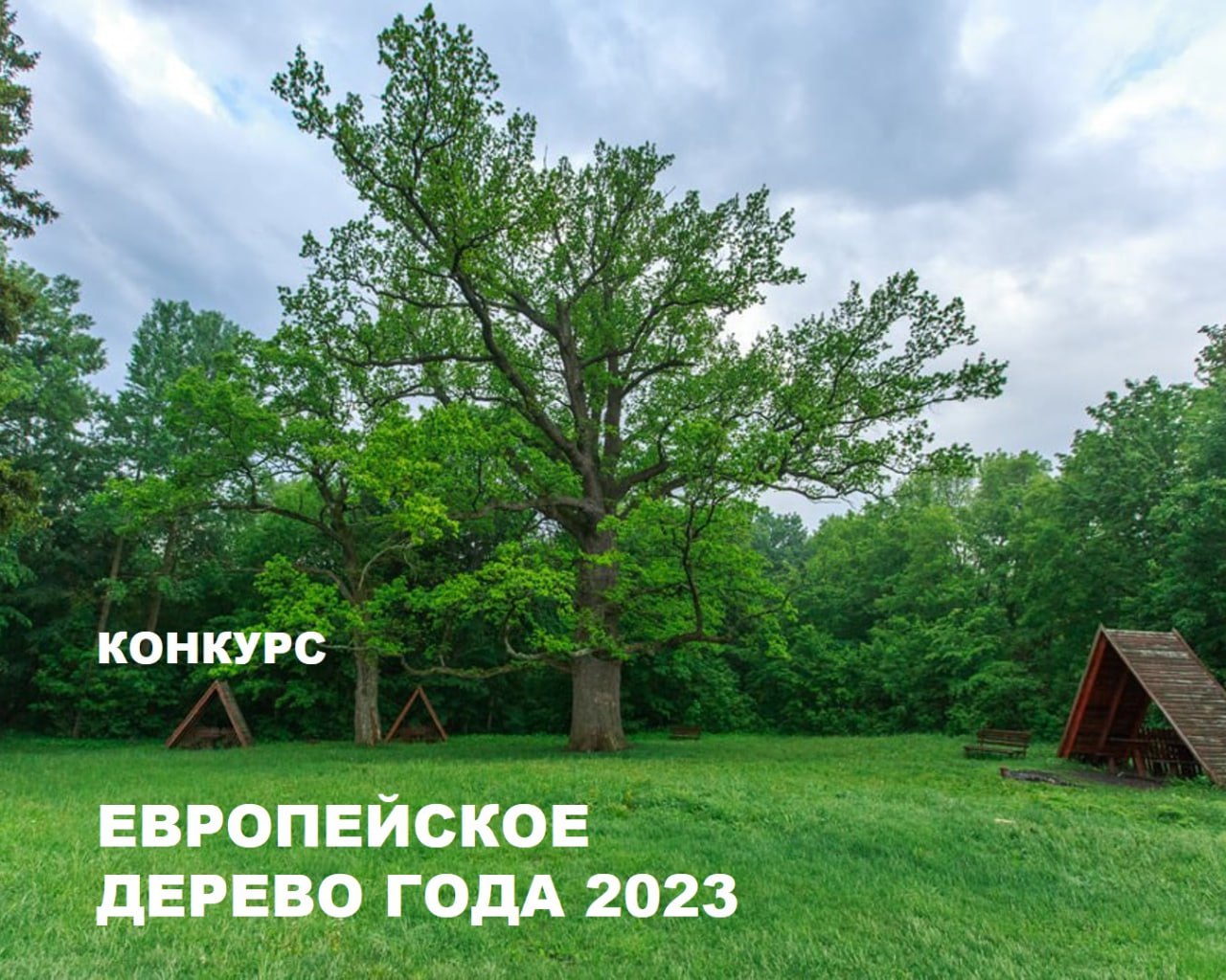 Приглашаем всех принять участие в национальном конкурсе «Российское дерево года 2023» и поддержать в голосовании дерево Белгородчины за звание «Европейское дерево года».